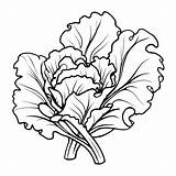 Premium Photo  Cabbage coloring Page For Kids sketch template