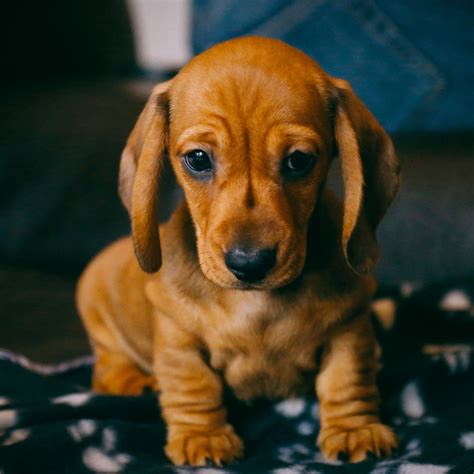 #1 | Dachshund Puppies For Sale In California