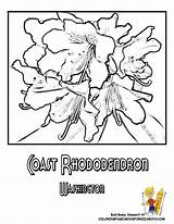 Washington State Flower Coloring Page  Coast Rhododendron sketch template