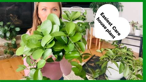 Hoya Care | Beautiful Vining Houseplants - YouTube