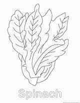Spinach Coloring sketch template