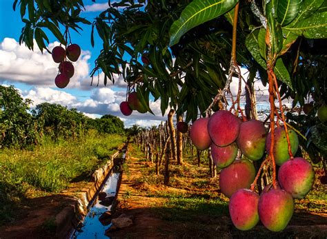 Mango tree - Wikifarmer