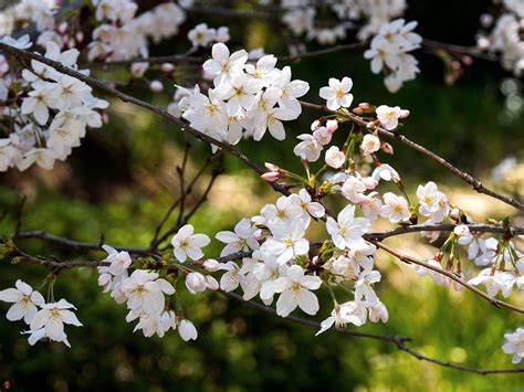 FROM THE GARDEN OF ZEN: Cherry blossoms: Engaku-ji