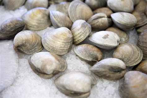 Types of Clams - Hard-Shell, Soft-Shell, Razor, Manila