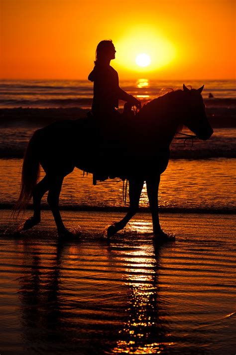 Horses on Beach at Sunset | Horses, Beautiful horses, Horseback riding