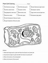 Coloring Pages Of Animal Cells sketch template