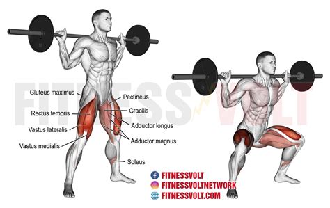 Barbell Sumo Squat (Legs) – Fitness Volt