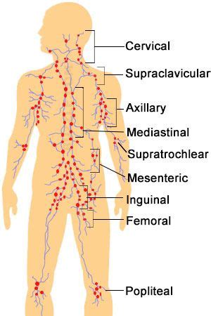 Where Are Lymph Nodes Located - BrisaldHartman