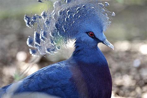 Micro Post: Victoria Crowned Pigeon |MyRokan