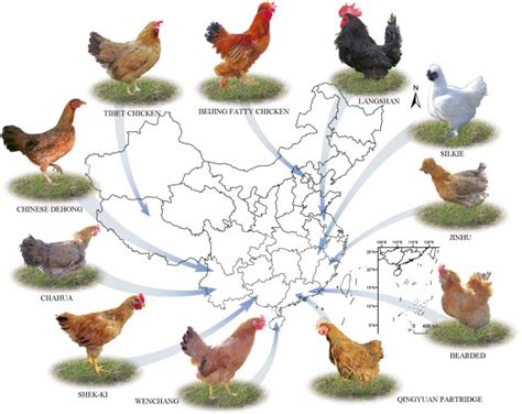 A global map showing the distribution of 11 various Chinese local... | Download Scientific Diagram