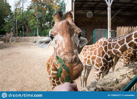 Morning Tour at Ramat Gan Safari Park Stock Image - Image of safari ...