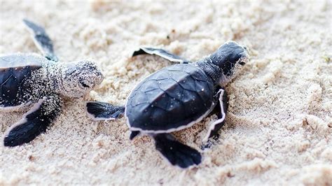 Turtle nesting | Bucuti and Tara Beach Resort