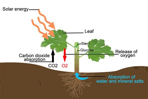 The REAL SCIENCE behind carbon dioxide: Plants use CO2 to create CBD, THC, curcumin and all ...