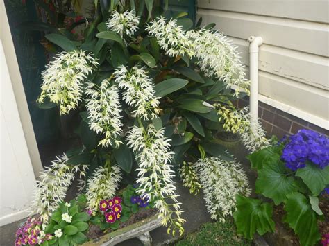 Dendrobium speciosum – Rock Orchid | Gardening With Angus