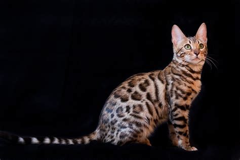 Bengal Cat Kitten B · Free photo on Pixabay