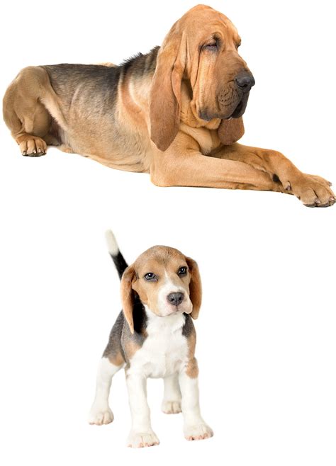 The Beagle Bloodhound Mix - Is This Designer Dog Your New Best Friend?