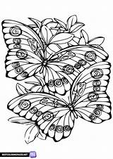 Butterflies coloring Page  Free Printable Pages sketch template