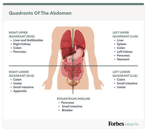 Lower Abdominal Pain: Symptoms, Causes And Treatment – Forbes Health