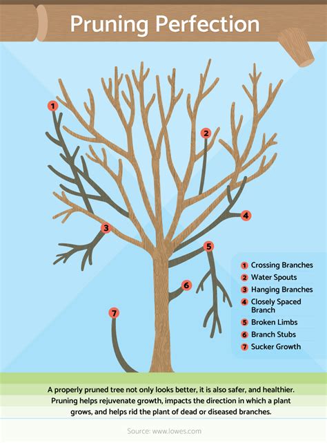 Pruning Primer:Basic Steps for Pruning Trees and Shrubs | Garden trees, Fruit trees, Pruning ...