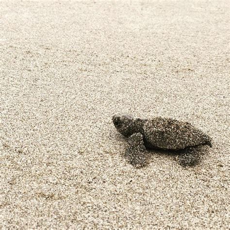 Got to see my first sea turtle hatchlings early this morning and I couldn’t be more excited! : r ...