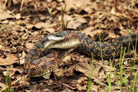 Chicken Snake Close-up Free Stock Photo - Public Domain Pictures