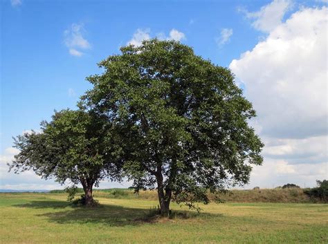 17 Different Types of Walnut Trees (with Pictures) | House Grail