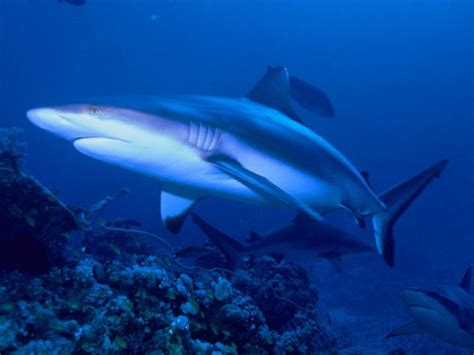 The World’s Top 20 Shark Dives • Scuba Diver Life