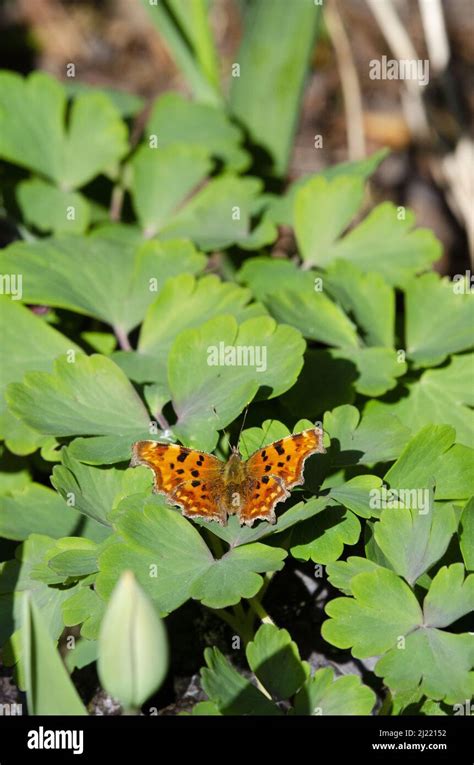 A Comma butterfly with open wings in the spring sunshine Stock Photo ...