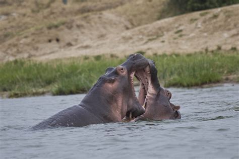 File:Hippo kiss.jpg - Wikimedia Commons