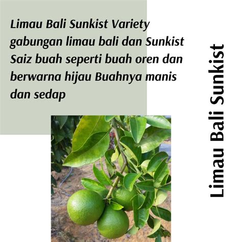 (Real Plant) Limau Bali Sunkist anak pokok buah hidup live outdoor lime ...