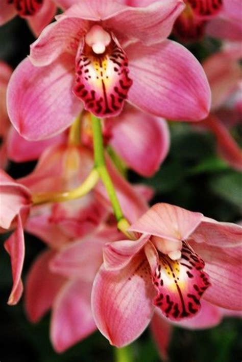 Pin by Mwalimu B on Orchids | Beautiful orchids, Orchids, Amazing flowers