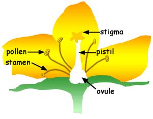 Biology of Plants: Pollination