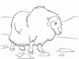 Normal Musk Ox Coloring Pages  Coloring Cool sketch template