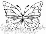 Amazing Butterfly Coloring Page  Free Printable Pages For Kids sketch template