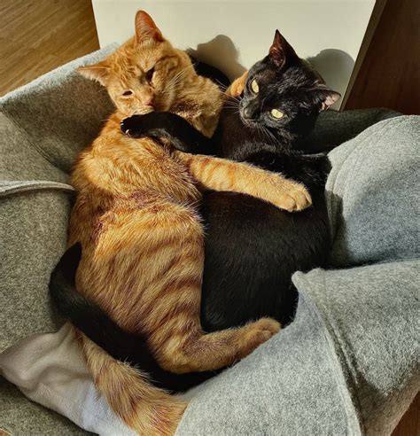 kitty hug🫂 | Orange cats, Cat cuddle, Black cat aesthetic