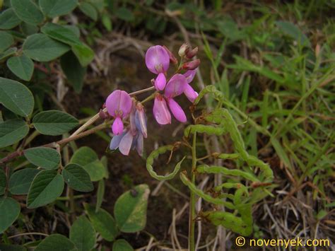 Image collection of wild vascular plants - Desmodium intortum