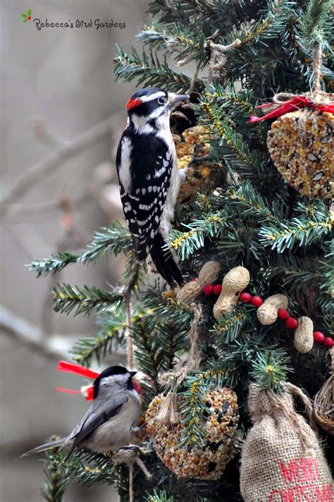 A Christmas Tree for the Birds! | Outdoor christmas tree, Bird garden, Bird feeders