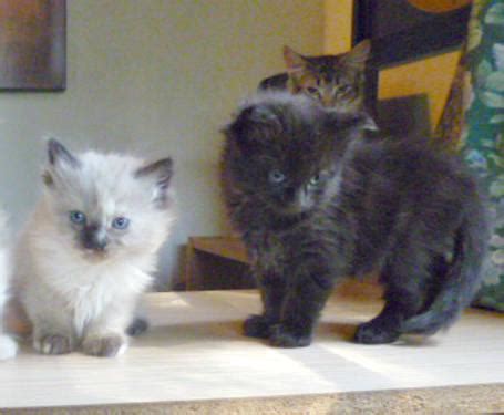 New Breed! Maine Coon Bobcat Hybrid kittens for Sale in Crestline ...