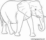 Free African Elephant Coloring Page  Printable Pages sketch template