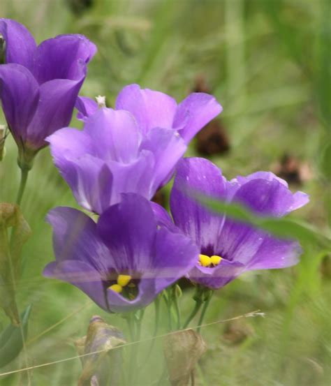 Bluebells of Texas | Texas bluebells, Texas bluebell, Bluebe… | Flickr