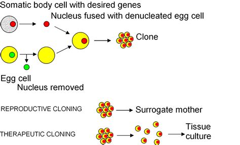 Biology Pictures: Cloning Diagram