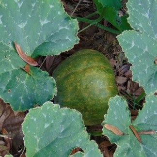 Seminole Pumpkin - Florida Seed & Garden