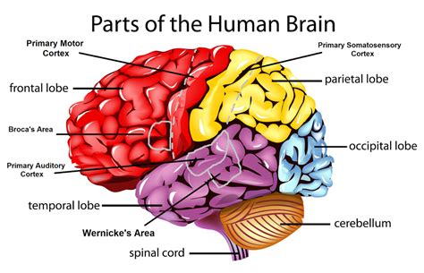 Psychology- Structure & Function of the Brain Diagram | Quizlet