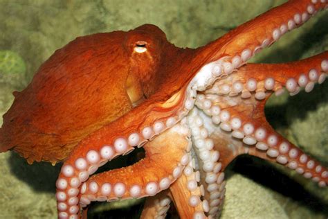 Giant Pacific Octopus Anatomy