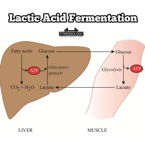 Lactic Acidosis and Exercise: What You Need to Know – Fitnessology