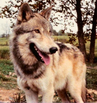 'Souls Wiki | Resources / Alaskan Tundra Wolf (''Canis lupus tundrarum'')