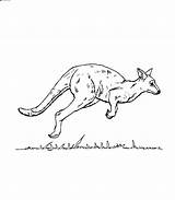 Free Printable Kangaroo Coloring Pages For Kids sketch template