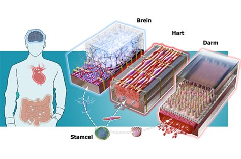 News | Major grant for 'Organ-on-a-chip' research | Home (EN)