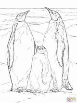 Emperor Penguin Family coloring page  Free Printable Coloring Pages sketch template