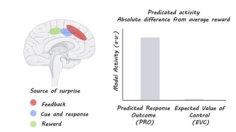 Surprise and Decision Making in the Anterior Cingulate Cortex — BrainPost | Easy-to-read ...